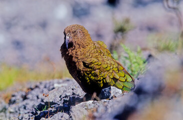 Kea