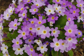 Garden Flowers, Flower Wallpaper Amazing, Pink, Purple Blue, Flowers, Wedding Decoration, Beautiful Flower Wallpaper