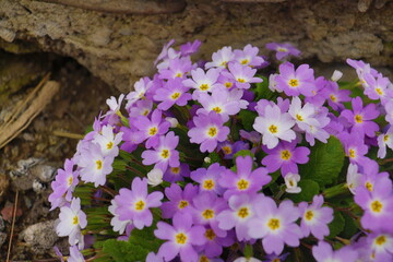 Garden Flowers, Flower Wallpaper Amazing, Pink, Purple Blue, Flowers, Wedding Decoration, Beautiful Flower Wallpaper