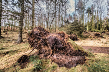 Storm fallen trees near the North Sea coast in Tranum plantation, Denmark