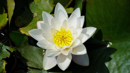 White lotus flower with green leaves in a pond