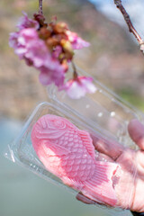 青空の下で満開の濃いピンクの桜、河津桜