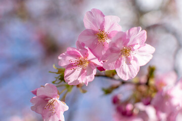 青空の下で満開の濃いピンクの桜、河津桜