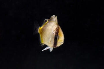 フウライチョウチョウウオの幼魚