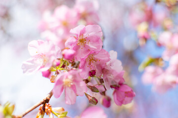 Naklejka premium 青空の下で満開の濃いピンクの桜、河津桜