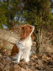 Portrait chien race cavalier king charles dans la nature
