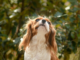 Portrait chien race cavalier king charles dans la nature