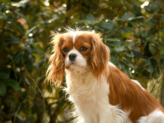 Fototapeta premium Portrait chien race cavalier king charles dans la nature