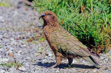 Kea
