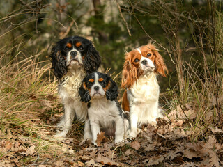 Portrait chien race cavalier king charles dans la nature