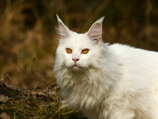 Chat blanc race rare maine coon dans la nature