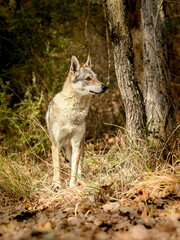Portrait chien loup tchécoslovaque dans la forêt
