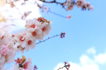 background of spring cherry blossoms tree. selective focus