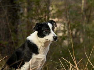 Chien de race border collie 
