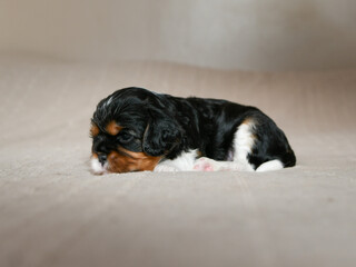 Bébé chiot cavalier king charles de deux semaines