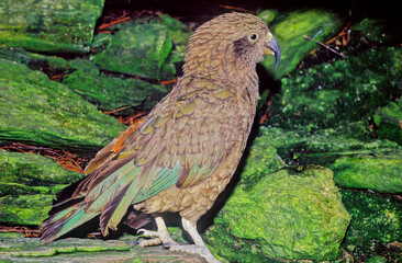 Kea