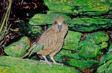 Kea