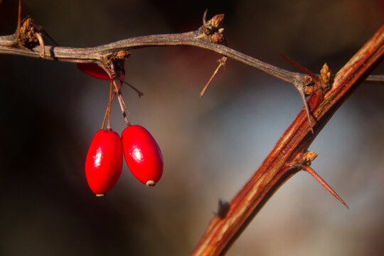 Berberitze, Berberis vulgaris, Frucht, Beere