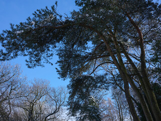 Obraz premium Bent by the stormy moorland winds at 900ft, these Scots Pine trees are silhouetted against a bright blue sky