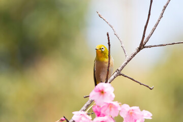 Warbling white-eye also known as Japanese white-eye bird resting on cherry blossom in the spring season. 