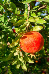Sunlit flawless ripe pomegranate hangs on branch ready to harvest. Vertical photo.