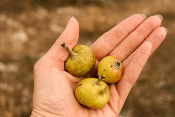 Three wild pears in hand