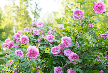 Green bush of pink rose in the garden, sunny day background 