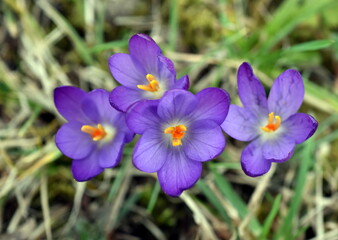 Violette Krokusse im späten Winter