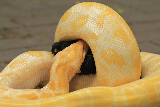 Yellow Python (Burmese Python) Take Lunch