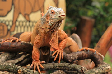 Orange Iguana