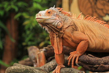 Orange Iguana