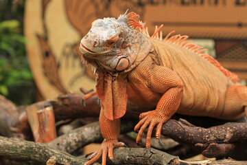 Orange Iguana