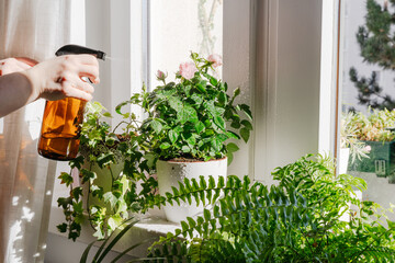 Woman taking care and spraying with water dry indoor green plants. Home gardening and urban jungle...