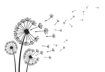 Dandelions with flying seeds, fluffy dandelion flower silhouettes. Spring season blooming blowball flowers doodles vector illustration. Dandelion fluffy nature silhouette