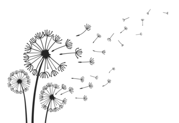 Fotobehang Dandelions with flying seeds, fluffy dandelion flower silhouettes. Spring season blooming blowball flowers doodles vector illustration. Dandelion fluffy nature silhouette © Frogella.stock