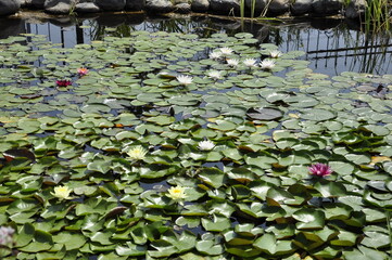 Obraz na płótnie Canvas Water lilies. Pond in the garden. 