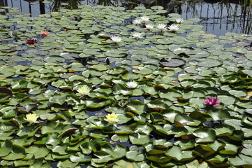 Obraz na płótnie Canvas Water lilies. Pond in the garden. 