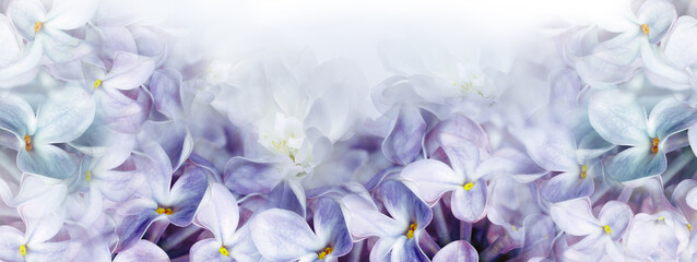Floral spring background. Lilac bouquet,   purple flowers and  petals. Close-up. Nature. Lilac bunch.