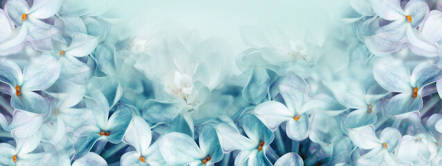 Floral spring background. Lilac bouquet, turquoise flowers and  petals. Close-up. Nature. Lilac...