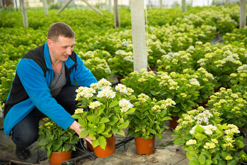 Male gardener controlling quality of perennial garden flowers in flowerpots at greenhouse farm