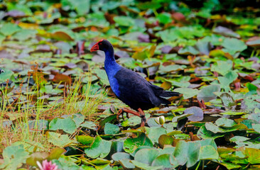 Australasian swamphen