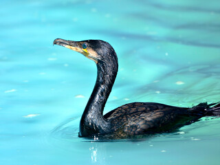 Great Cormorant (Phalacrocorax carbo) swimming on blue water