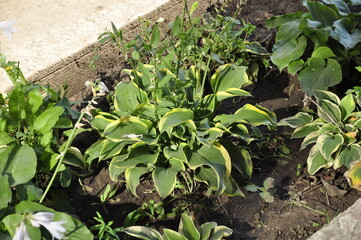 Flowers garden hostas. Hostas in the garden. 