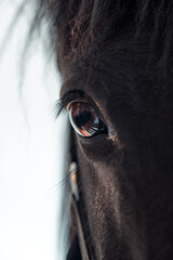 incredibly beautiful horse eyes
