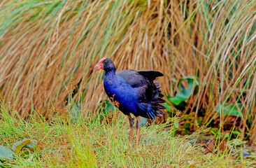 Australasian swamphen