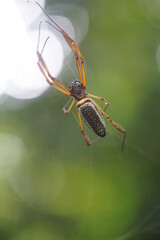 Golden Silk Orb Weaver (Trichonephila clavipes, Araneidae). Wildlife in Amazon rainforest near village Solimoes, Tapajós river, Brazil
