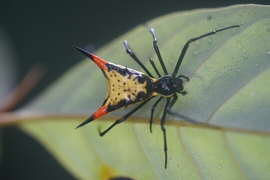 Female arrowshaped Micrathena Sagittata, an weaving spider on a leaf, wildlife in Amazon rainforest near Solimoes, Tapaj&oacute;s river, Brazil.