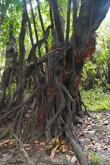 Due to extremely fluctuating water levels nature has accommodated and trees form strong aerial roots in this way to get enough food from the environment at all times. Amazon rainforest, Brazil