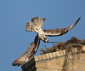 Falling from grace in defeat