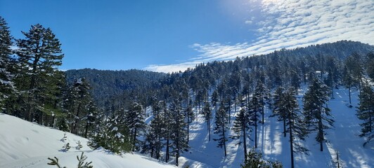 Ormanda Kar Manzarası ve güzel doğa